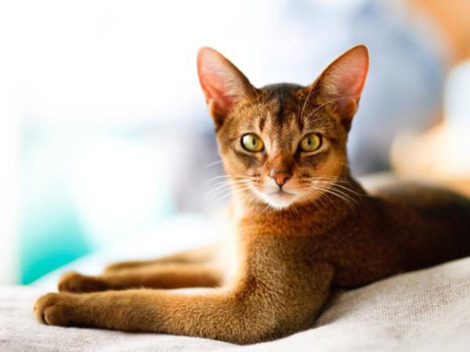 Los gatos más bonitos: las mejores razas