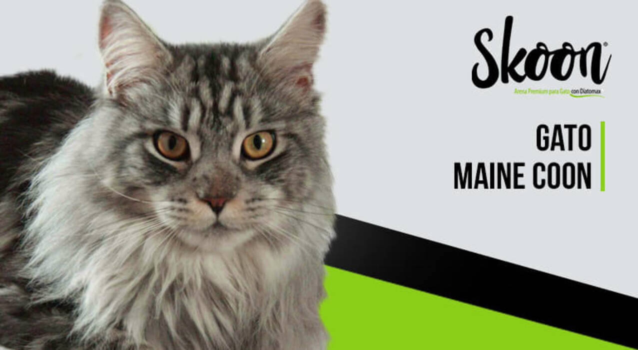 Maine Coon negro: tipos y sutilezas de cuidado