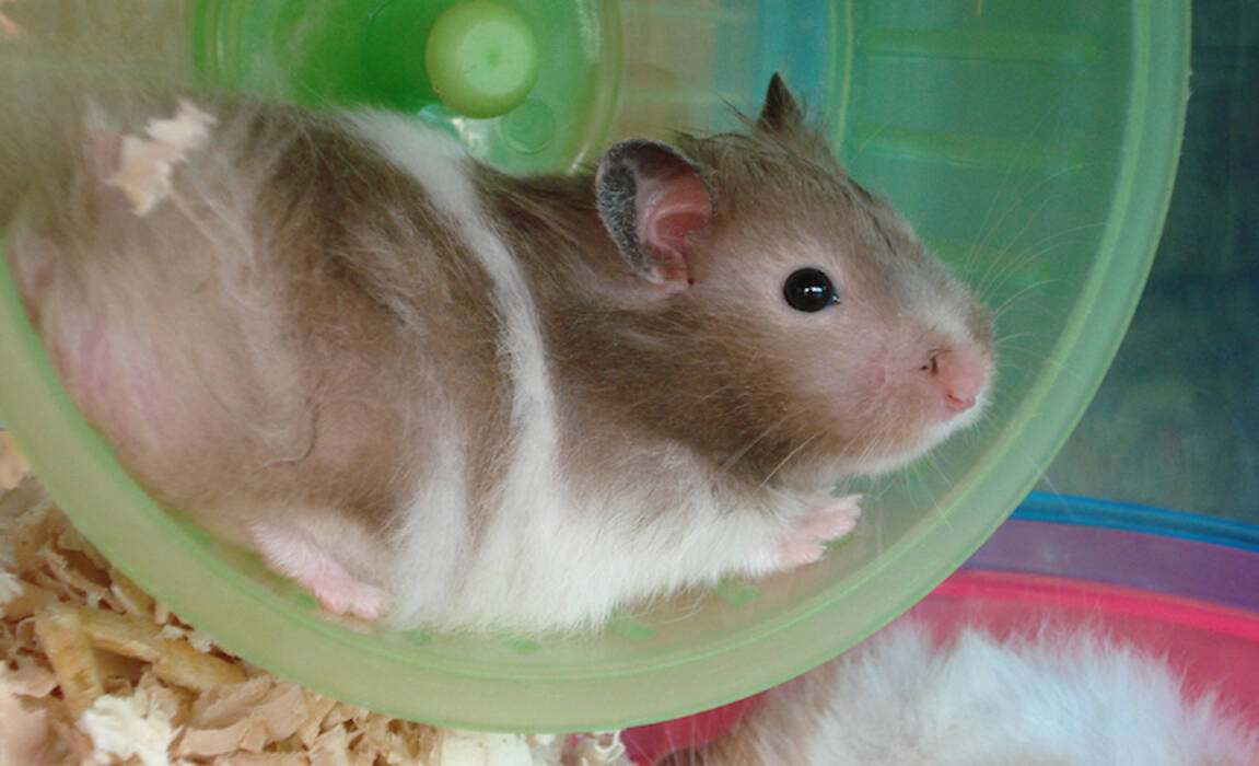 Mascotas exóticas: lista de animales y secretos para tenerlos