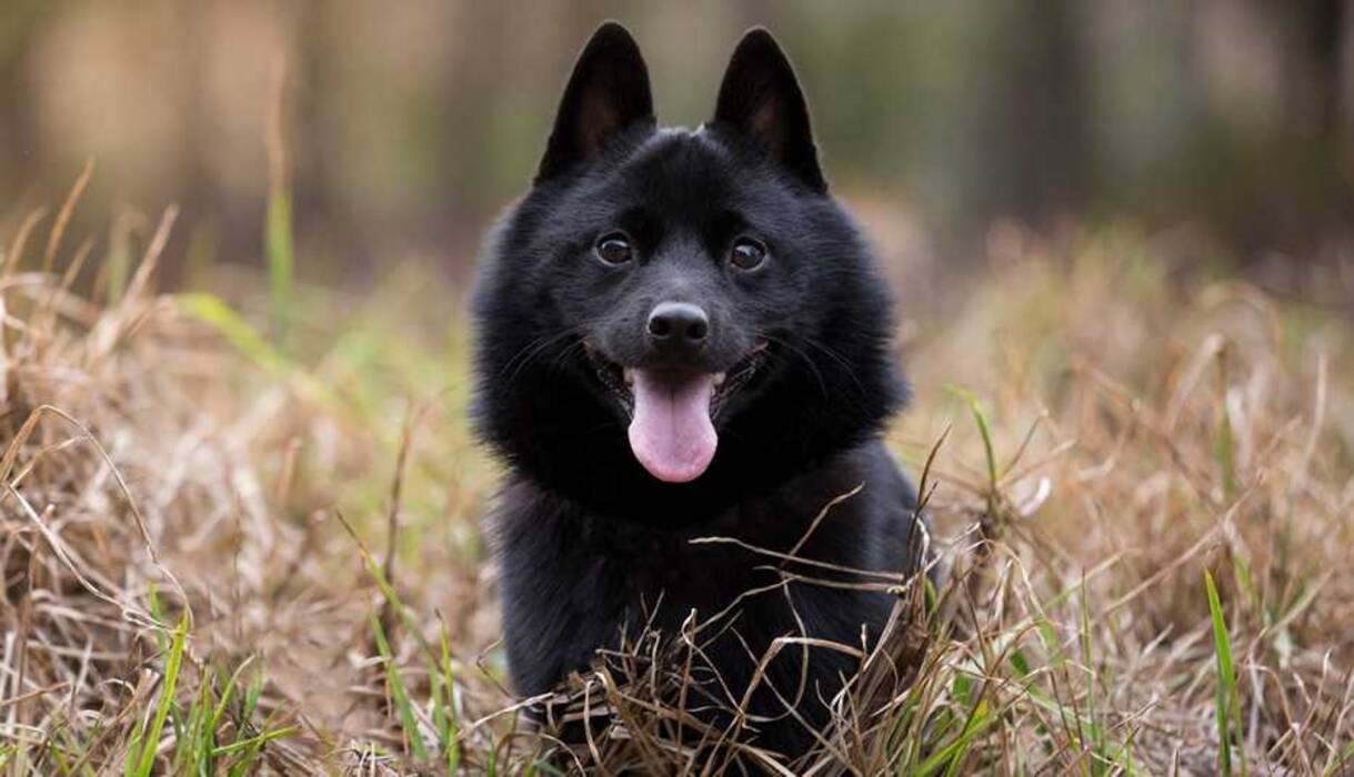 Perros de compañía: razas populares y peculiaridades de la elección