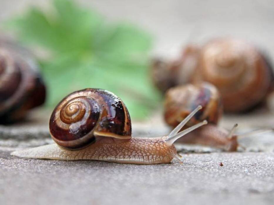 Qué comen los caracoles y cómo alimentarlos en casa?