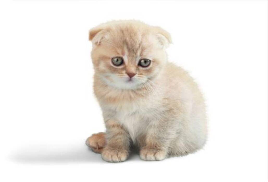 Qué dar de comer a los gatos de orejas caídas escoceses?