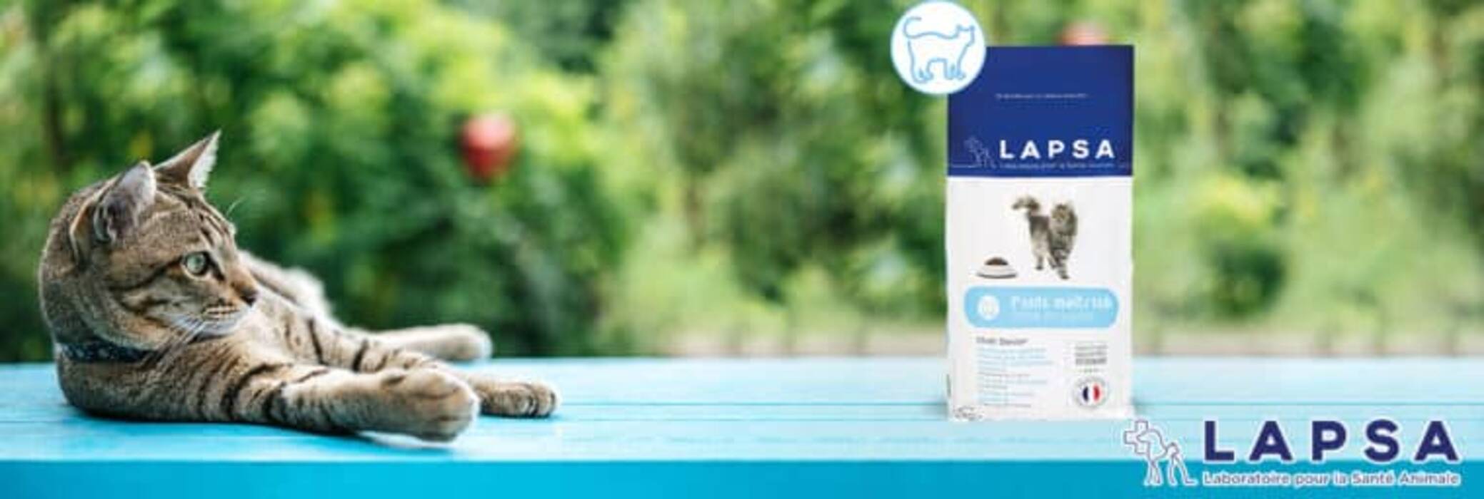 Qué y cómo alimentar correctamente a los Maine Coons?