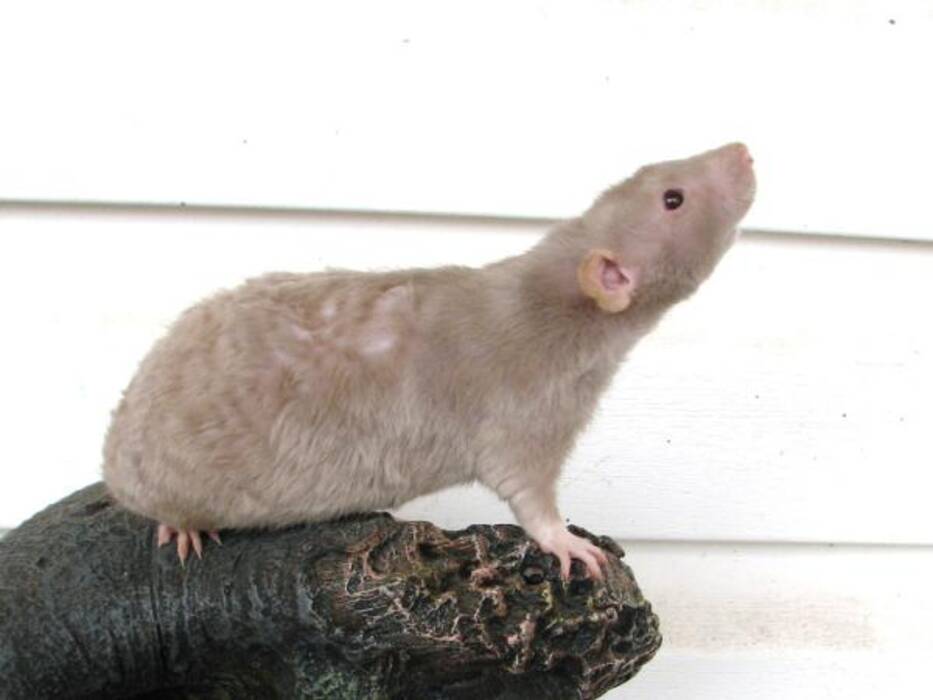 Ratas calvas: características de la raza y consejos para su cuidado