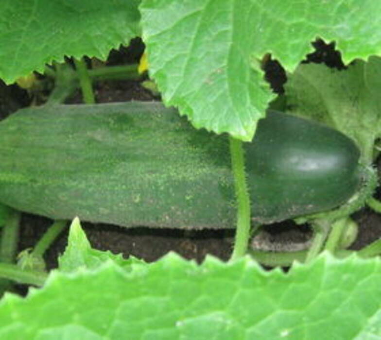 Variedad de manualidades con pepinos